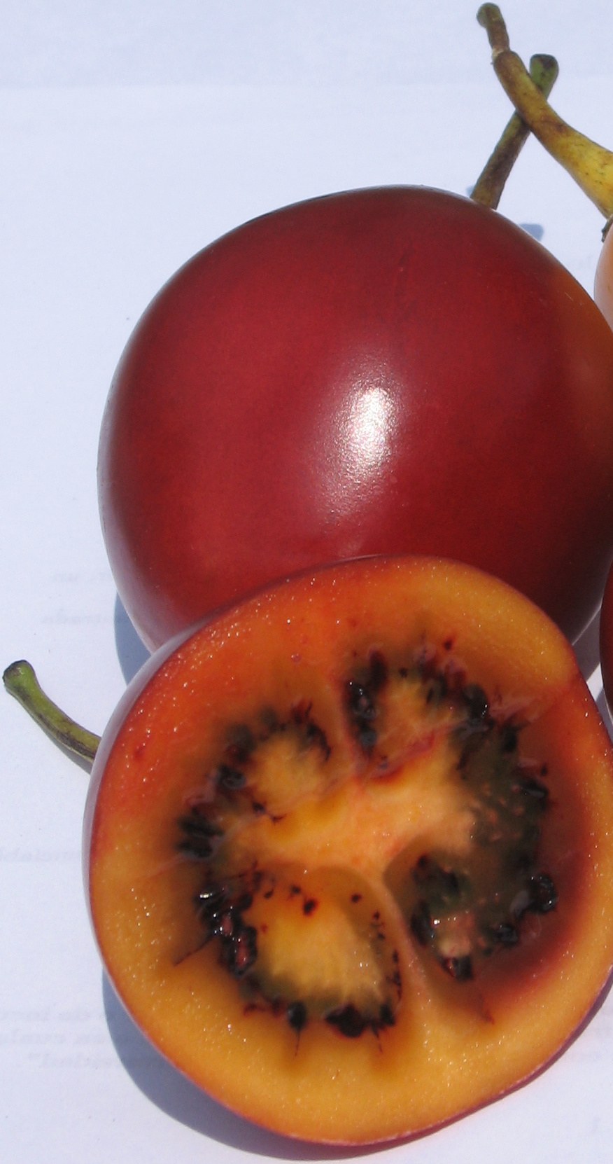 Tomate de Árbol (Rojo)